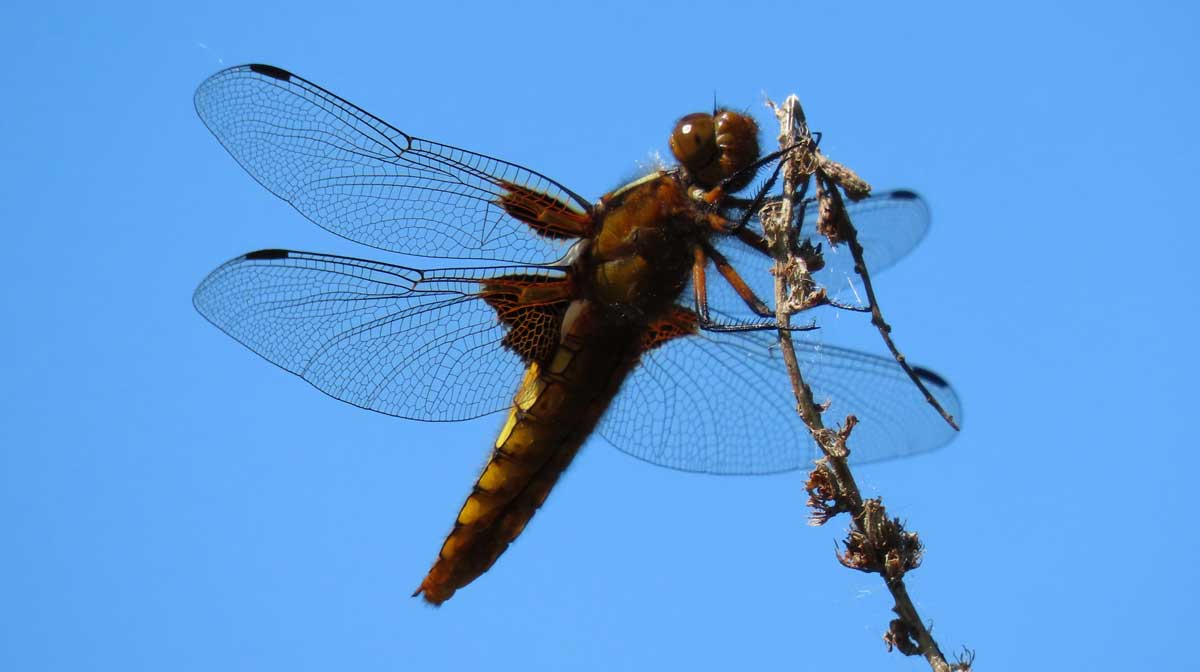 Libellula_depressa